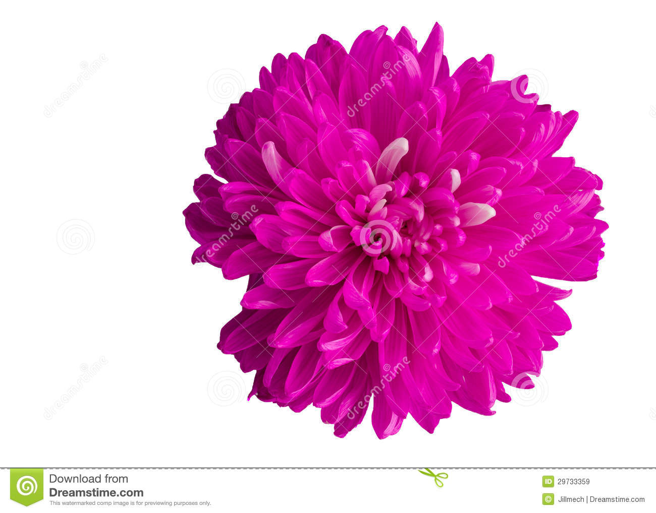 Single Bright Pink Dahlia Flower Blossom Isolates Royalty Free Stock