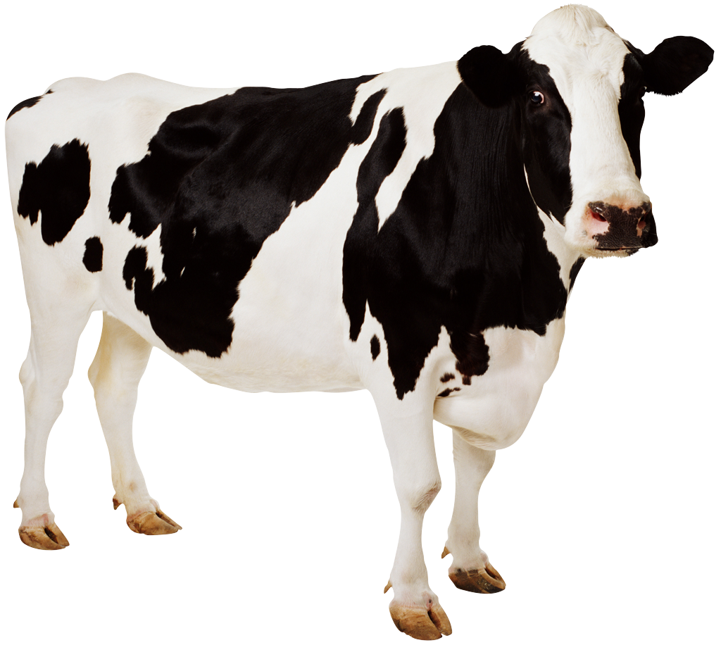 Beef Cow Drawing   Clipart Panda   Free Clipart Images