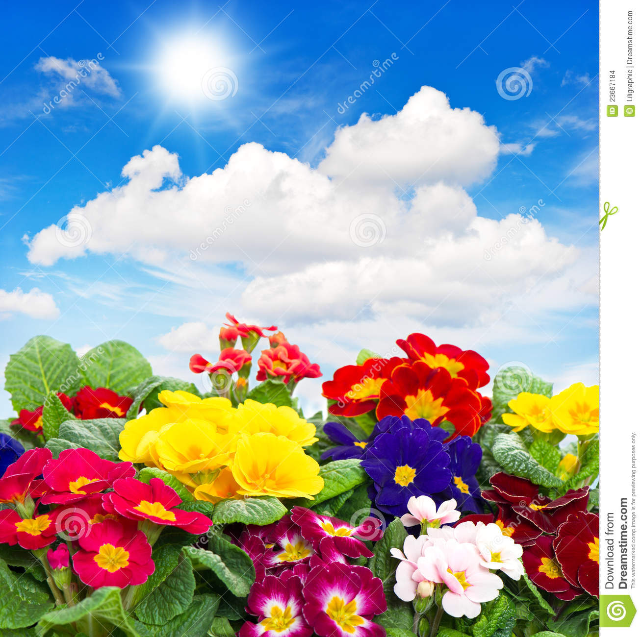 Primula Flowers On Blue Sky Background Stock Images   Image  23667184