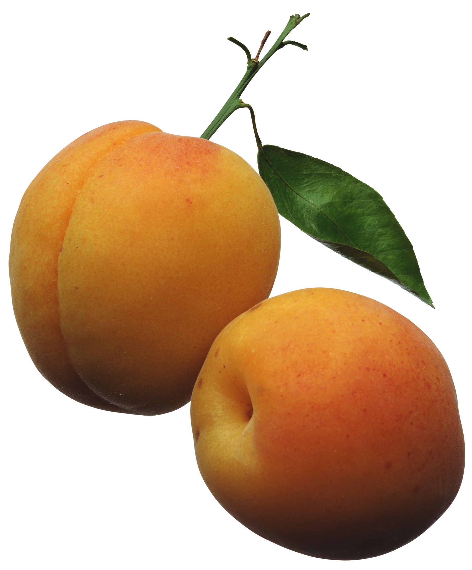 Apricot Clipart Rcdreapgi Png