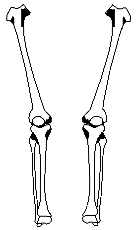 24 Arm Bones Diagram Free Cliparts That You Can Download To You