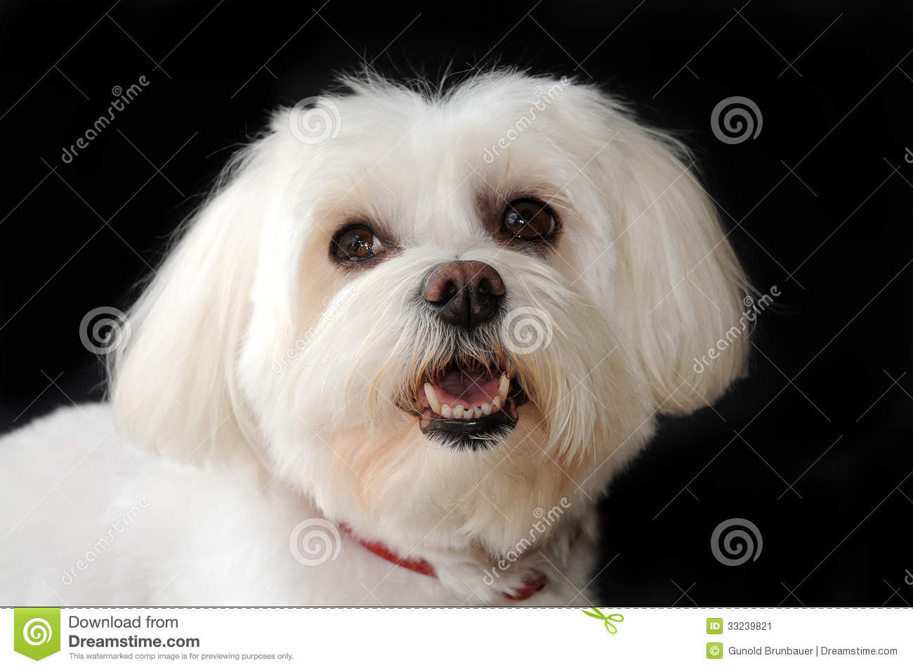 Maltese Dog Stock Image   Image  33239821