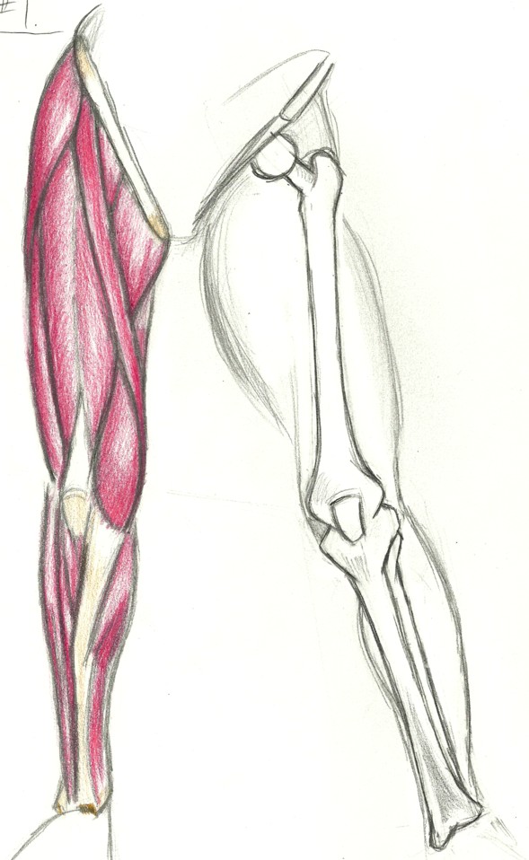 Leg Muscle Clip Art