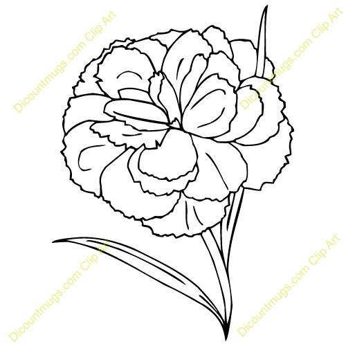 Carnation Flower Drawing Clipart   Free Clipart