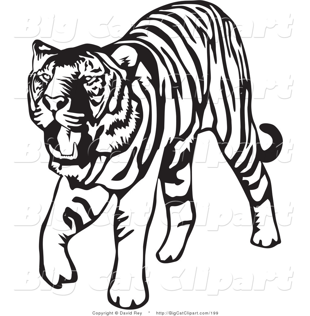 Tiger Clipart Black And White Big Cat Vector Clipart Of A Walking