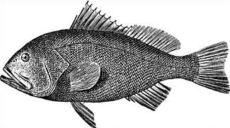 Free Clipart Public Domain Clipart Free Pictures And More Grouper