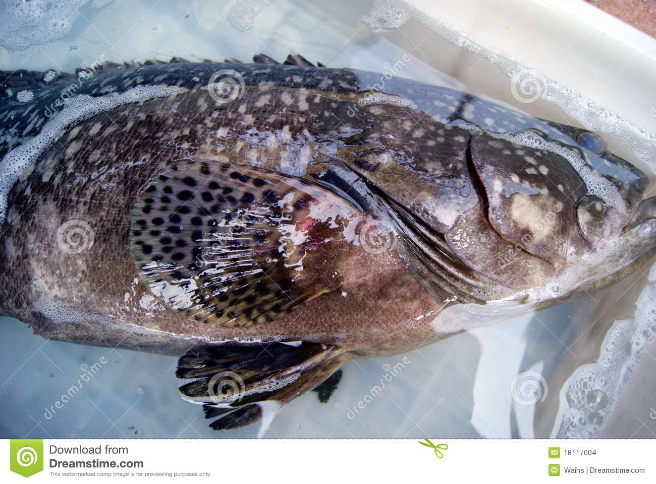 Fresh Grouper A Large Mounted In The Basin Waiting For Sale