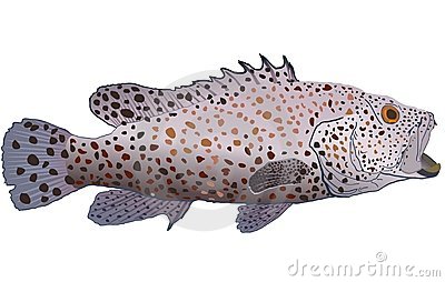 Greasy Grouper Royalty Free Stock Photos   Image  1483738