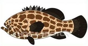 Grouper Fish Marine Life Did You Know There Are Many Types Of Grouper