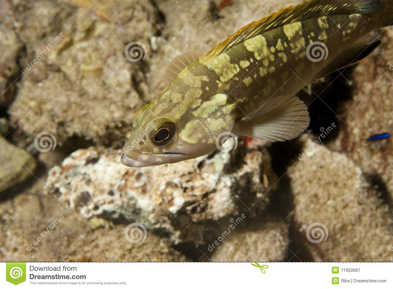 Grouper Fish Royalty Free Stock Photography   Image  11650667