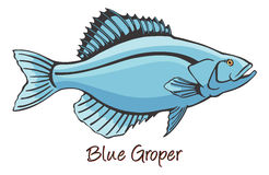 Grouper Fish Stock Vectors Illustrations   Clipart