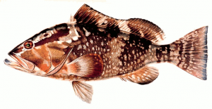 Share Red Grouper Epinephelus Morio Clipart With You Friends
