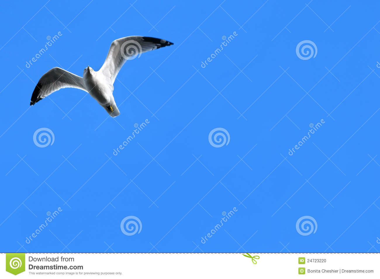 Blue Skies And Seagull Stock Photo   Image  24723220