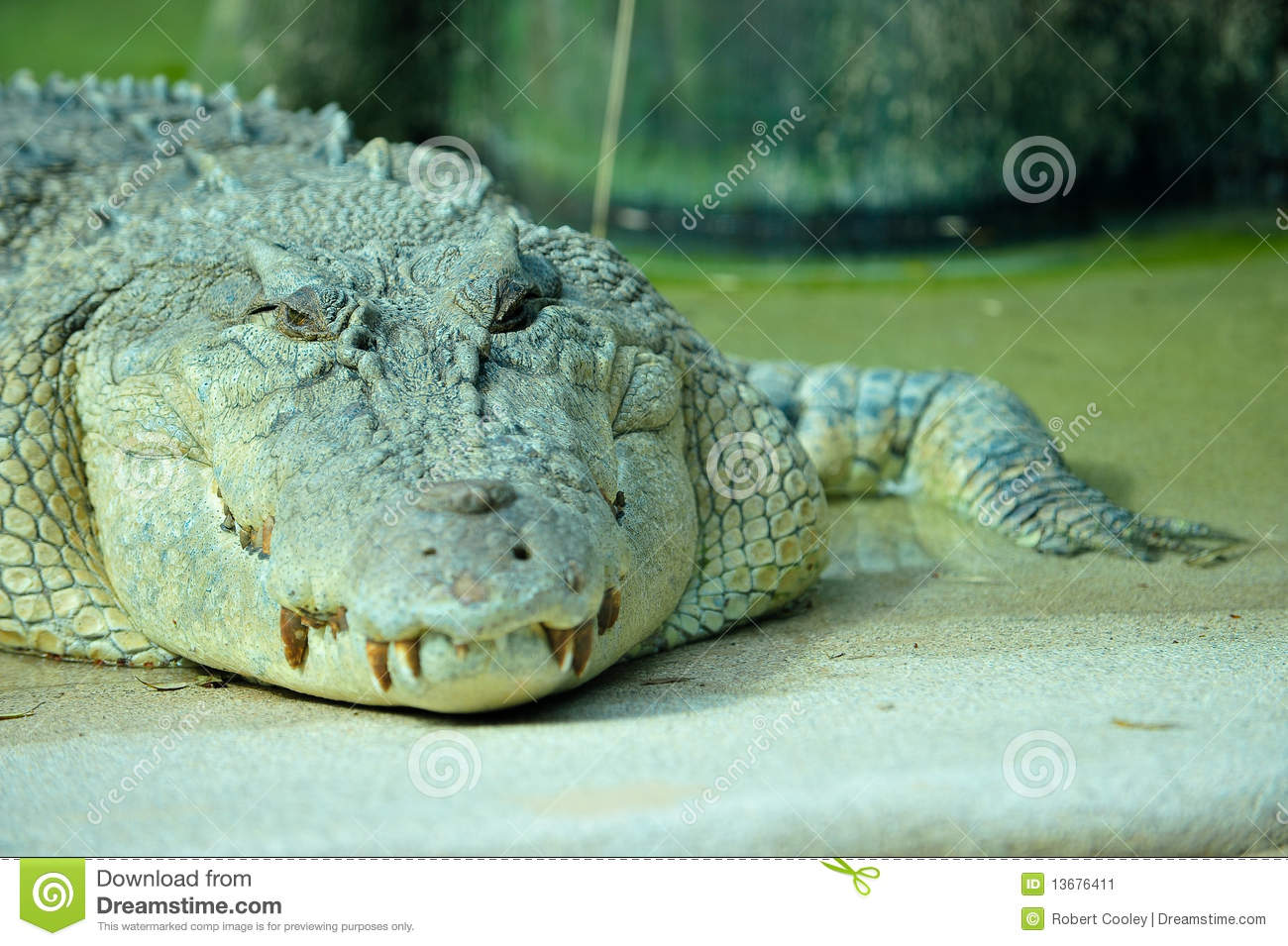 Scary Crocodile Looking Like He S Hungry