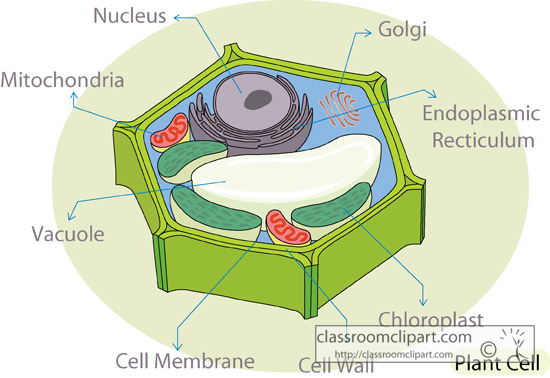 Science   Plant Cell Diagram Crca   Classroom Clipart
