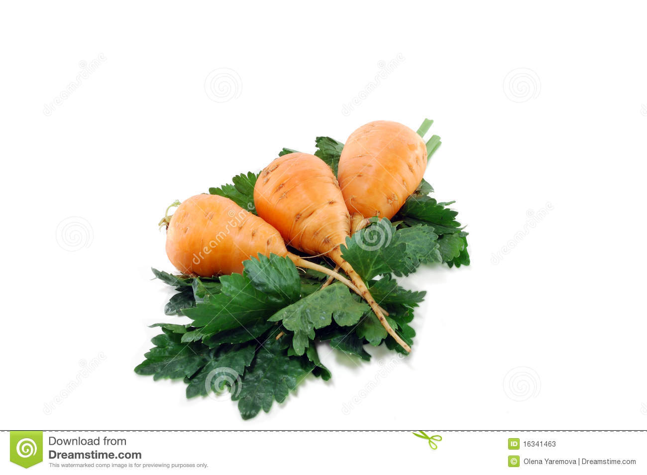 Carrots And Celery Greens Stock Photos   Image  16341463