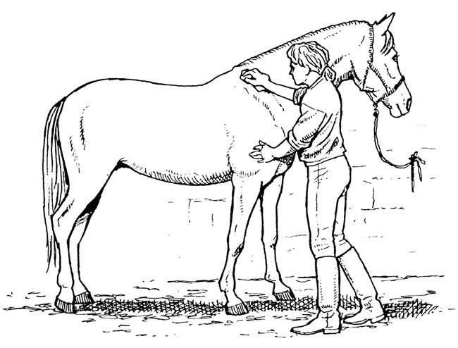 Showmanship Horse Clip Art Care For Your Horse
