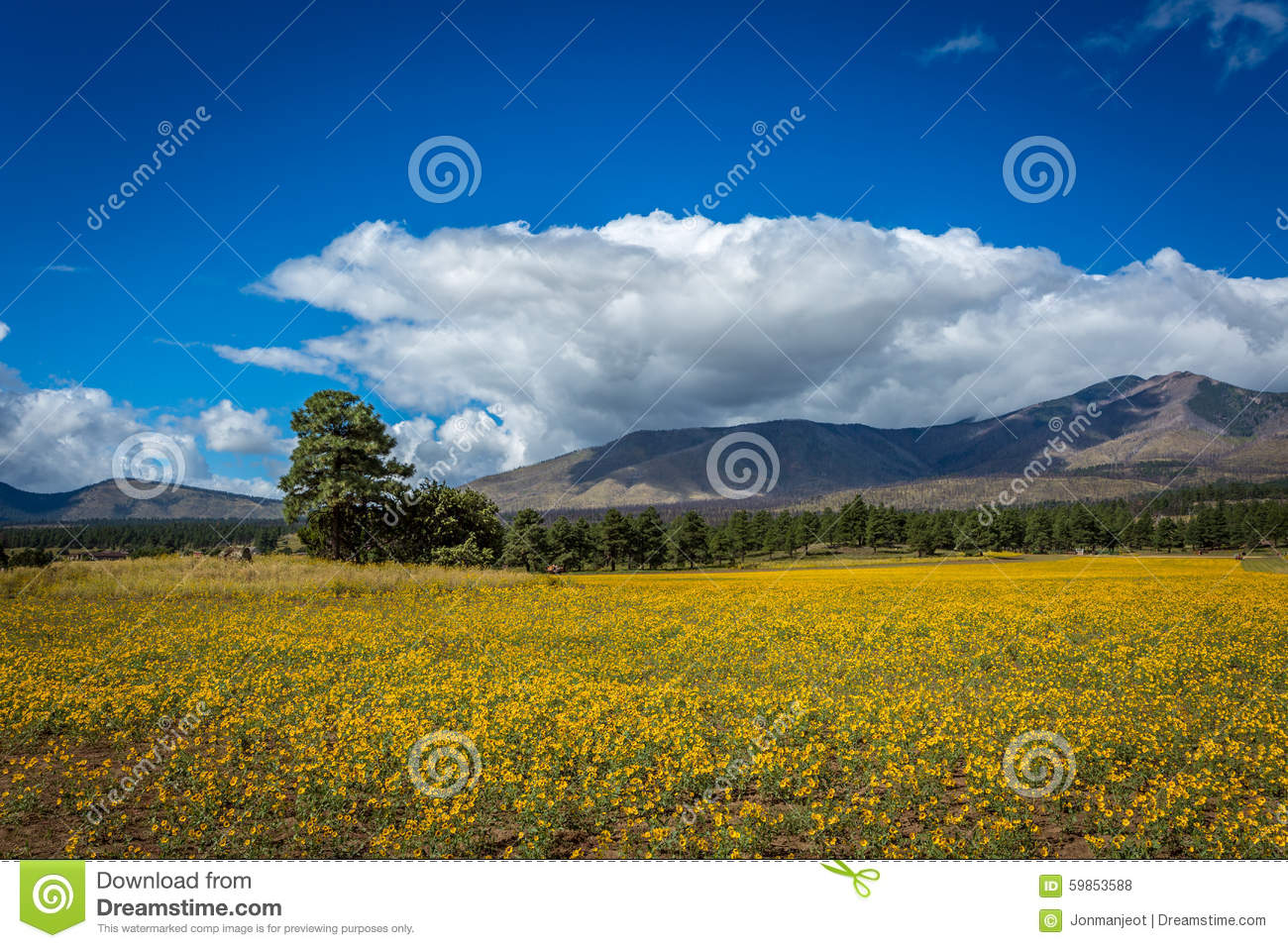 Amazing Scenes Of Mountain Field Meadow