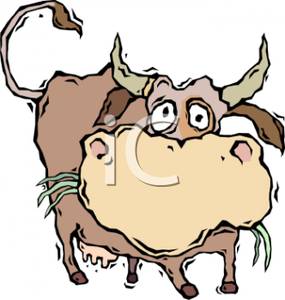Cow Chewing Cud   Royalty Free Clipart Picture