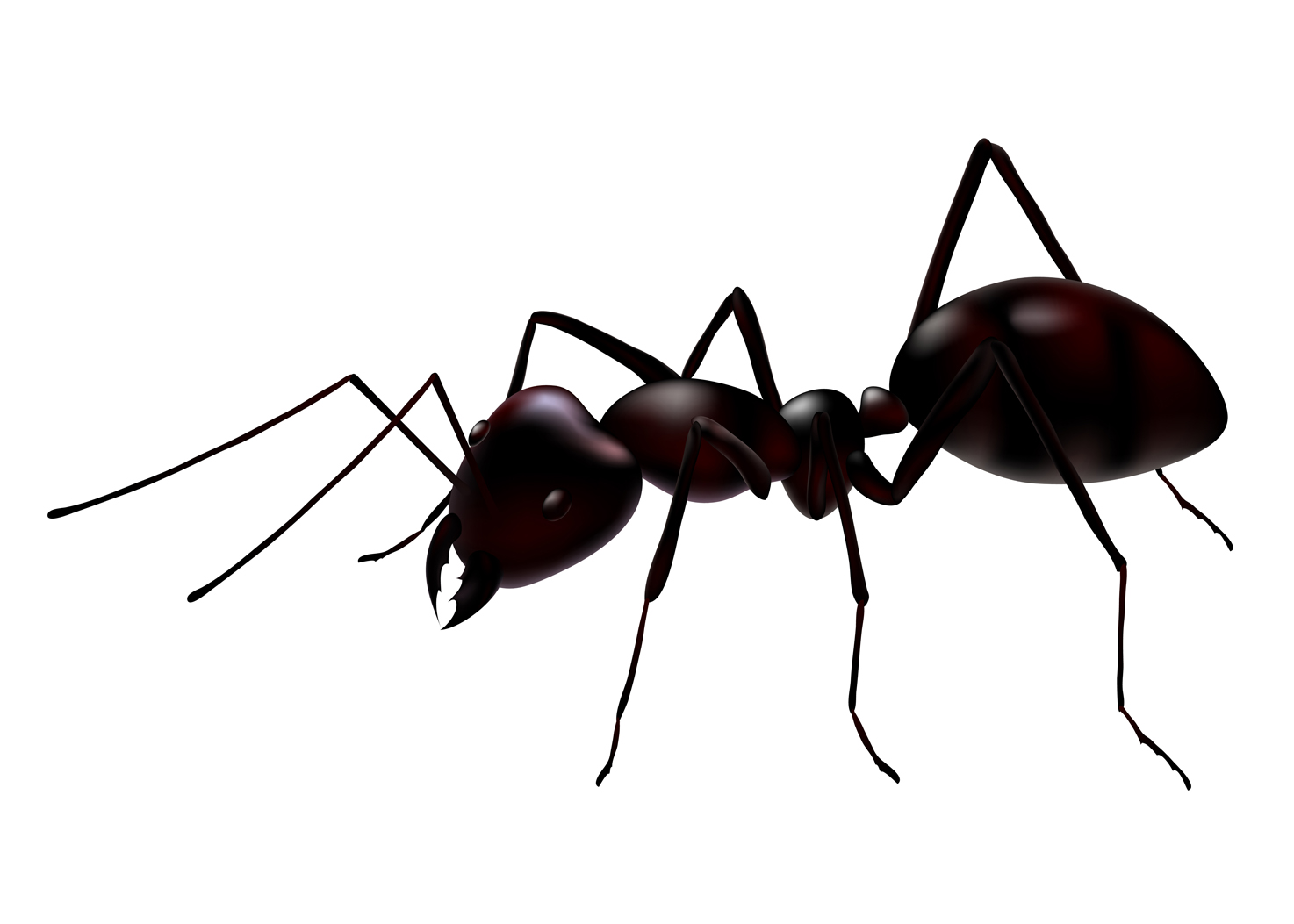 Ants   Pictures Diet Breeding Life Cycle Facts Habitat Behavior