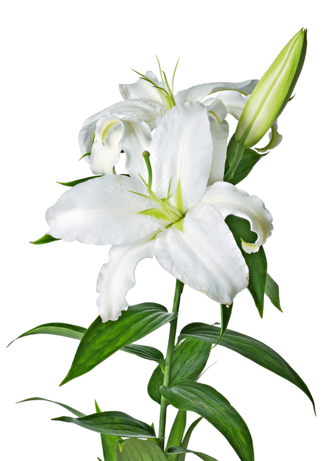 Lilys Site  White Lilies