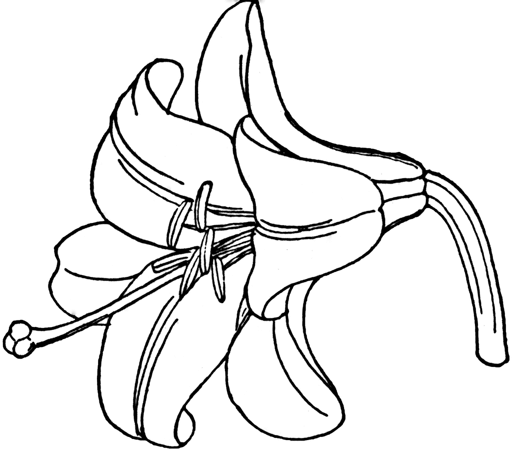Madonna Lily   Clipart Etc