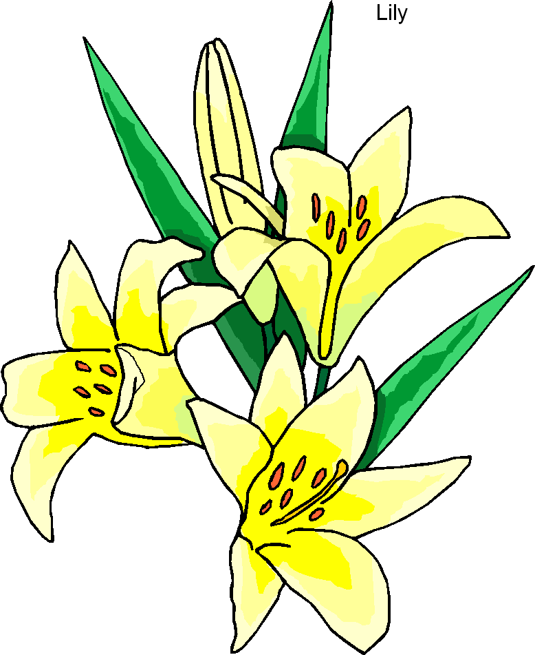 Yellow Lily Flower Clipart