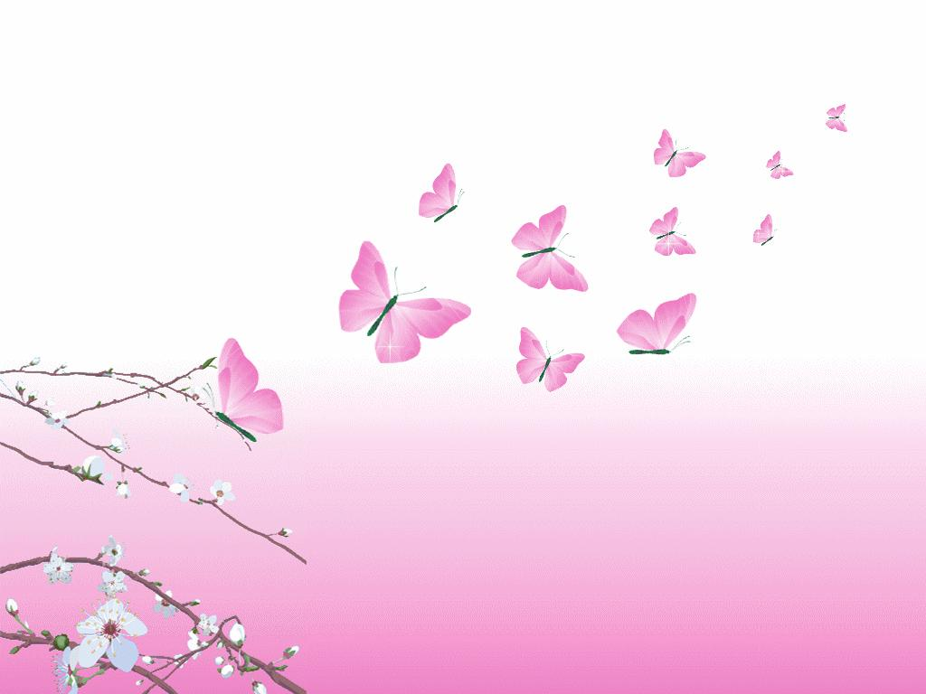 Pink Butterflies   Yorkshire Rose Wallpaper  28657705    Fanpop