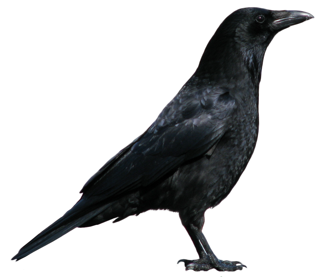 Are You Familiar With The Term   Eat Crow