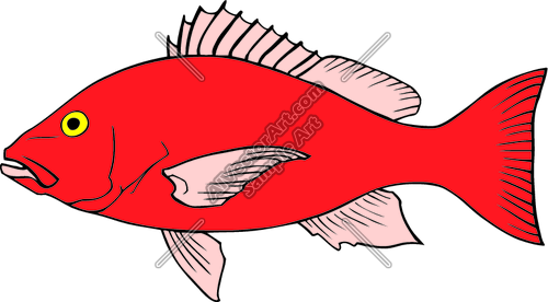 Clipart Vector Art Of  Fish Redsnapper