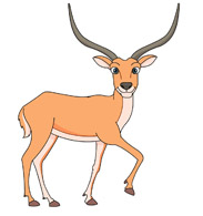 Antelope Clipart And Graphics