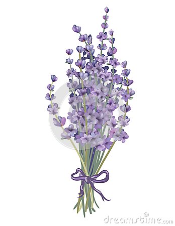Coloured Lavender Bouquet  Objects Can Be Easily Regrouped  Drawn With