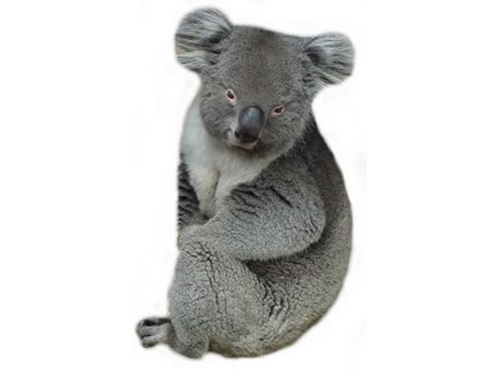 Freeclipartpictures Comfree Koala Bear Clipart
