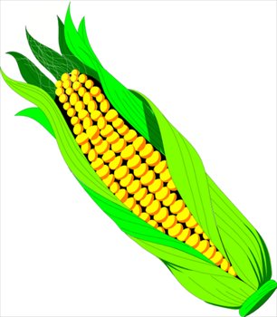Free Ear Of Corn Clipart   Free Clipart Graphics Images And Photos