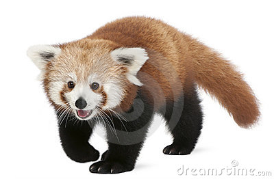 Young Red Panda Or Shining Cat Ailurus Fulgens Royalty Free Stock