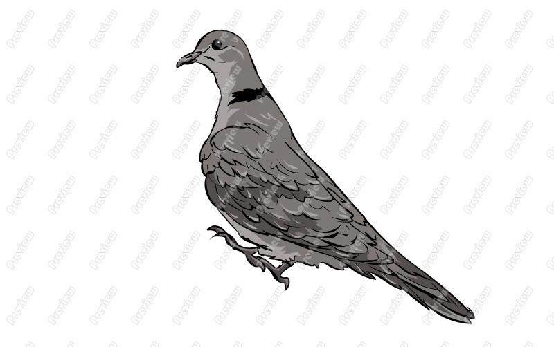 Ringed Turtle Dove Bird Character Clip Art   Royalty Free Clipart