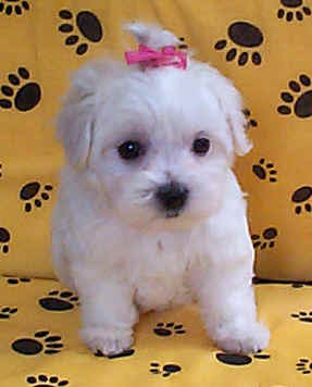 Cute Baby Puppy Pictures