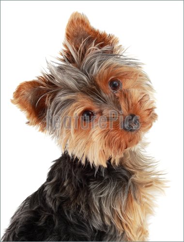 Image Of Closeup On Cute Yorshire Terrier Puppy Isolated On White