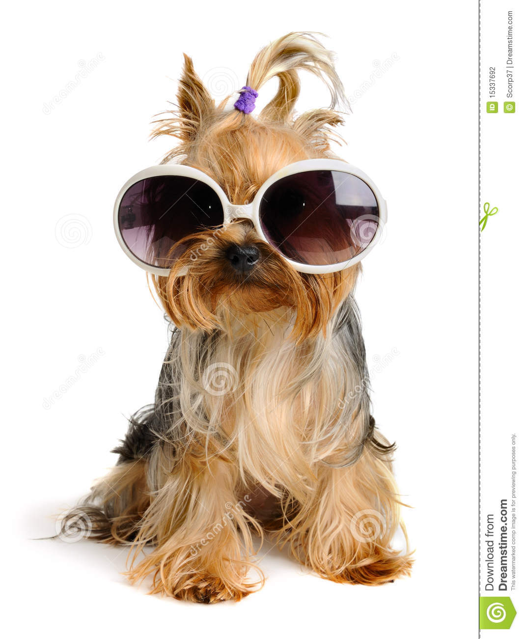 Yorkshire Terrier In Glass Isolated On White