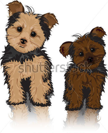 Download Source File Browse   Animals   Wildlife   Yorkie Cute Dogs