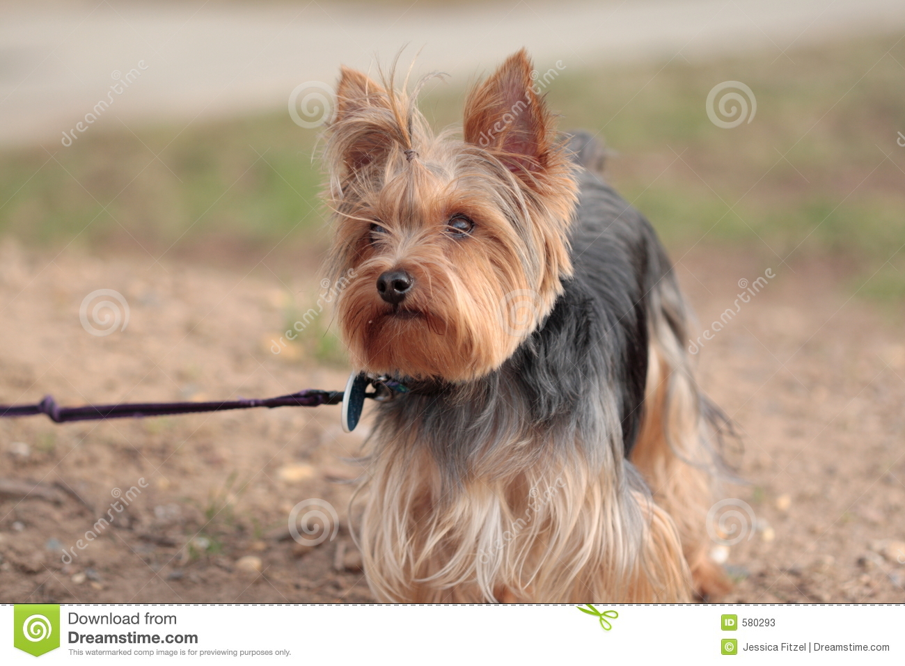 Yorkie Dog On Leash Ready To Go For A Walk