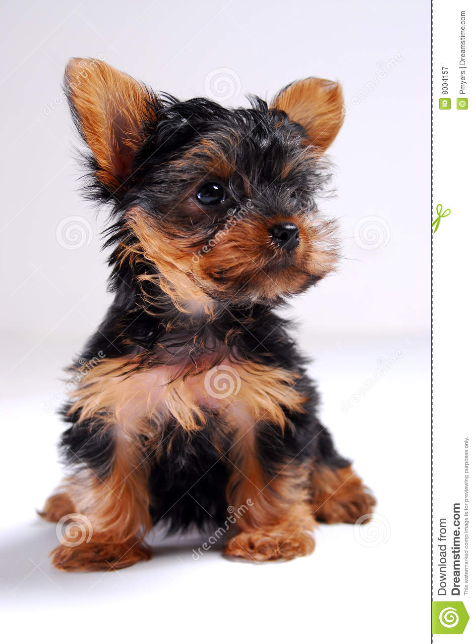 Yorkie Puppy Royalty Free Stock Photography   Image  8004157