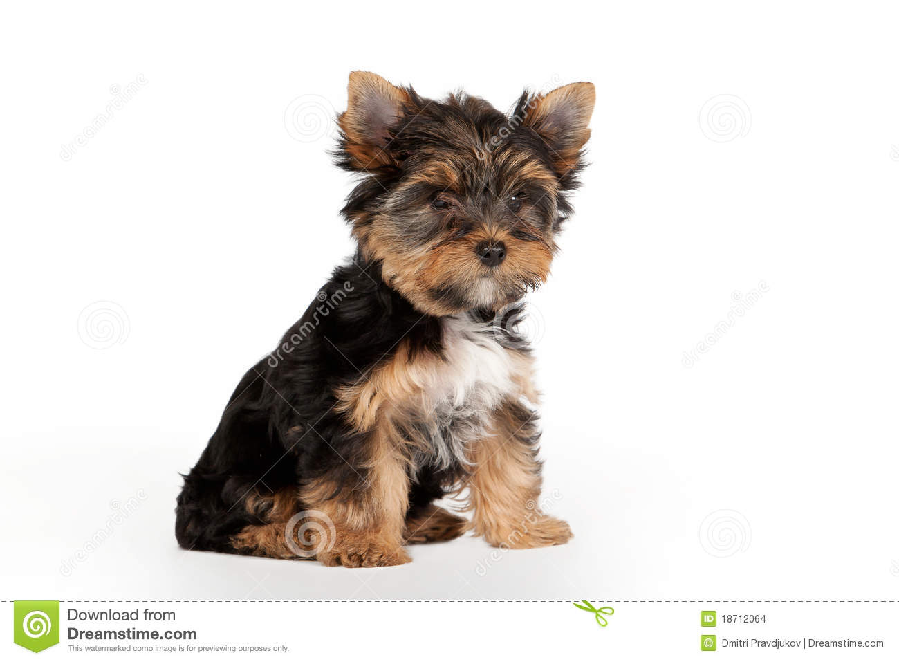Yorkie Puppy Stock Images   Image  18712064