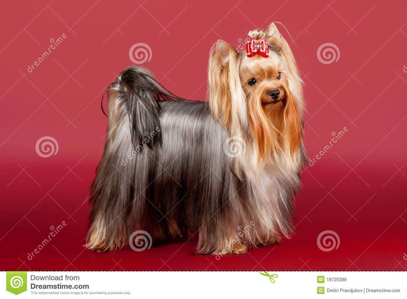Yorkie Royalty Free Stock Images   Image  18725399