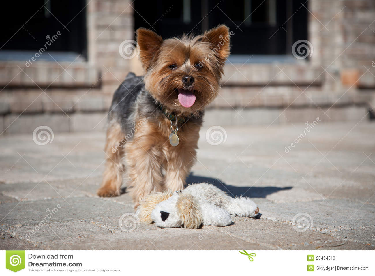 Yorkie Standing On Stone Patio Tongue Hanging Out Wearing Collar And