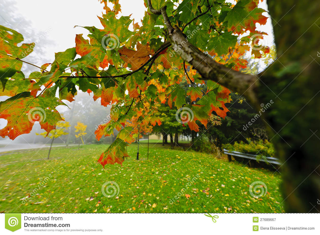 Fall Maple Tree In Foggy Park Royalty Free Stock Photography   Image