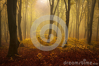 Fog In The Forest During Autumn And Red Leaves On The Ground
