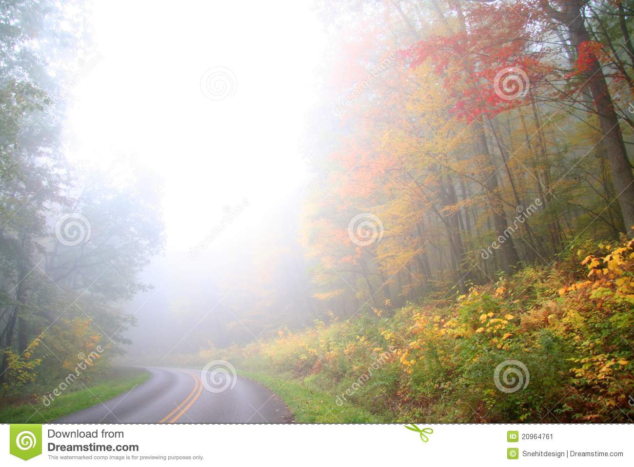 Foggy Autumn Scene Stock Image   Image  20964761