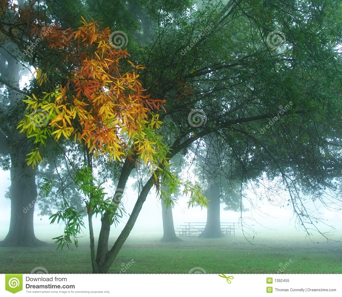 Foggy Fall Morning Royalty Free Stock Photo   Image  1392455