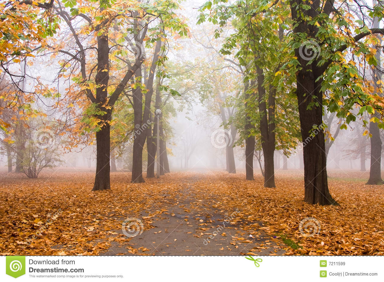 Foggy Fall Royalty Free Stock Images   Image  7211599